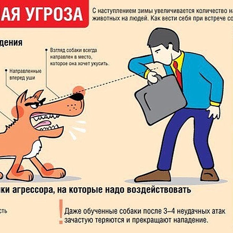 Поведение при нападении. Осторожно бродячие собаки. Правила поведения с собаками. Как вести себя при нападении собаки.